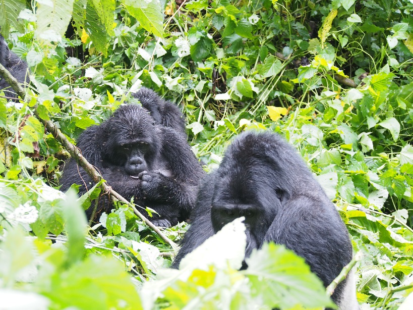 bwindi-facts-about-uganda.jpg