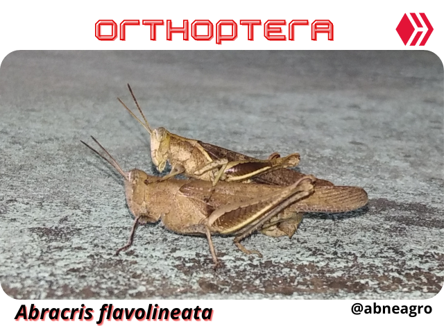 Automeris cf. jucunda (7).png