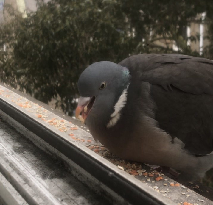 A9CB843C-186C-4CF9-9827-593101EFF68A.jpeg