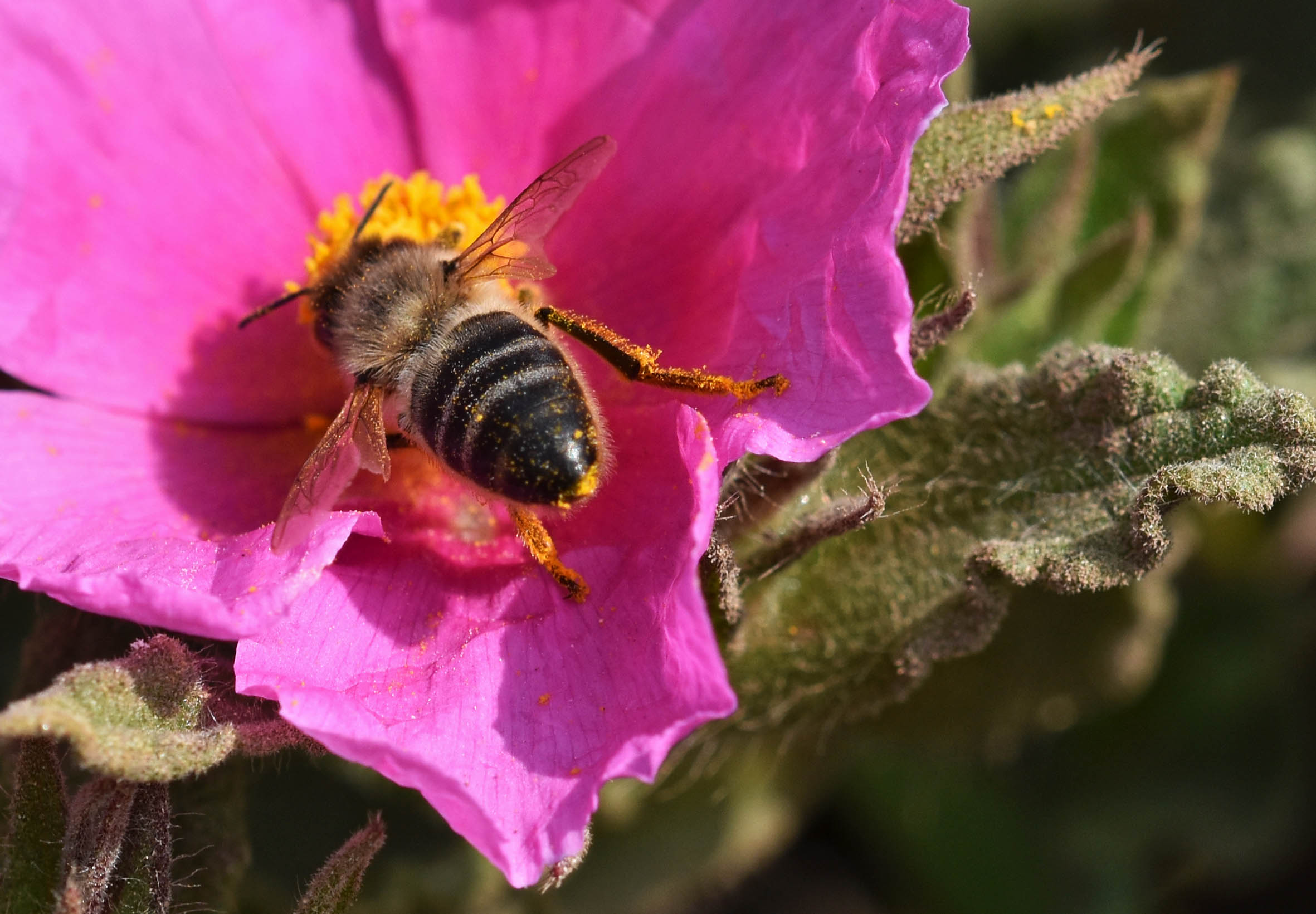 bee pink cistus.jpg