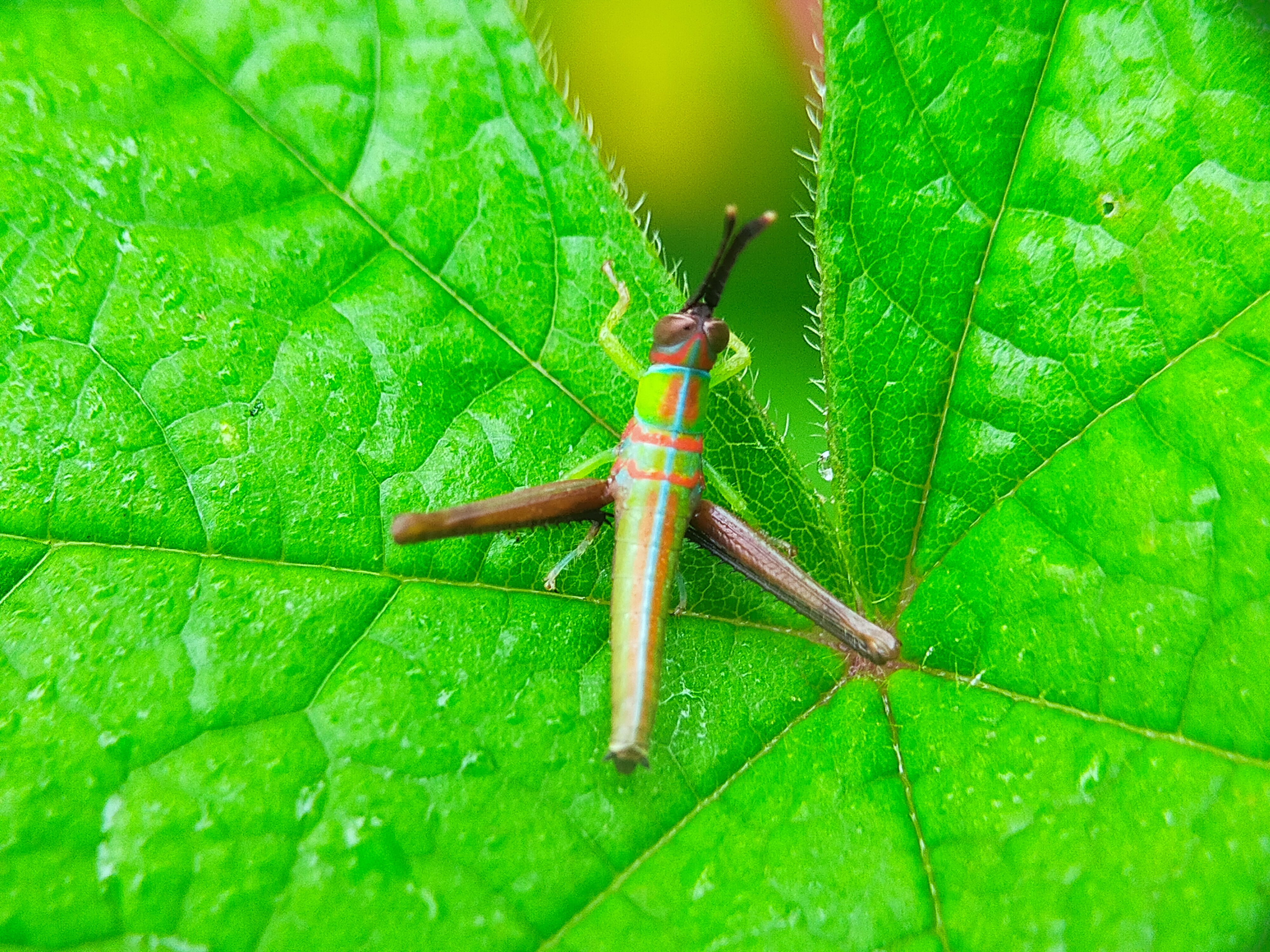 Grasshopper Color (2).jpg