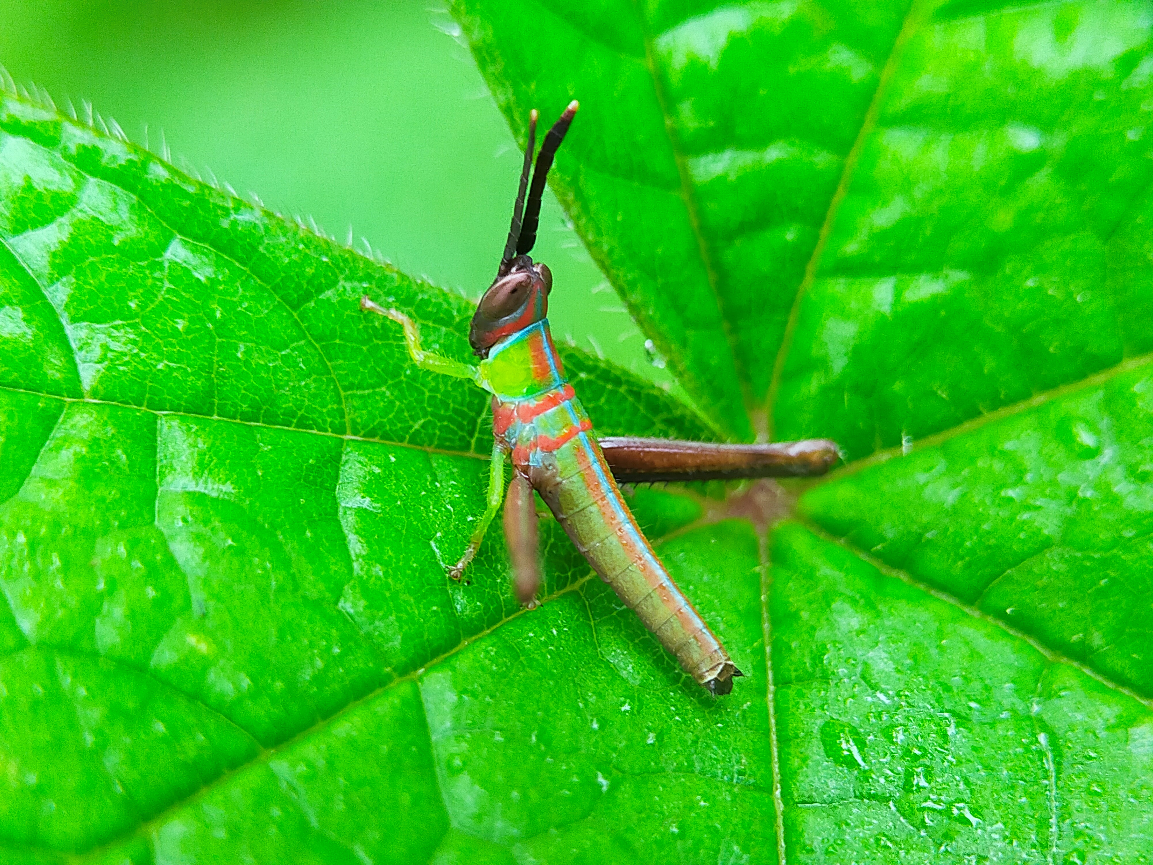 Grasshopper Color (9).jpg