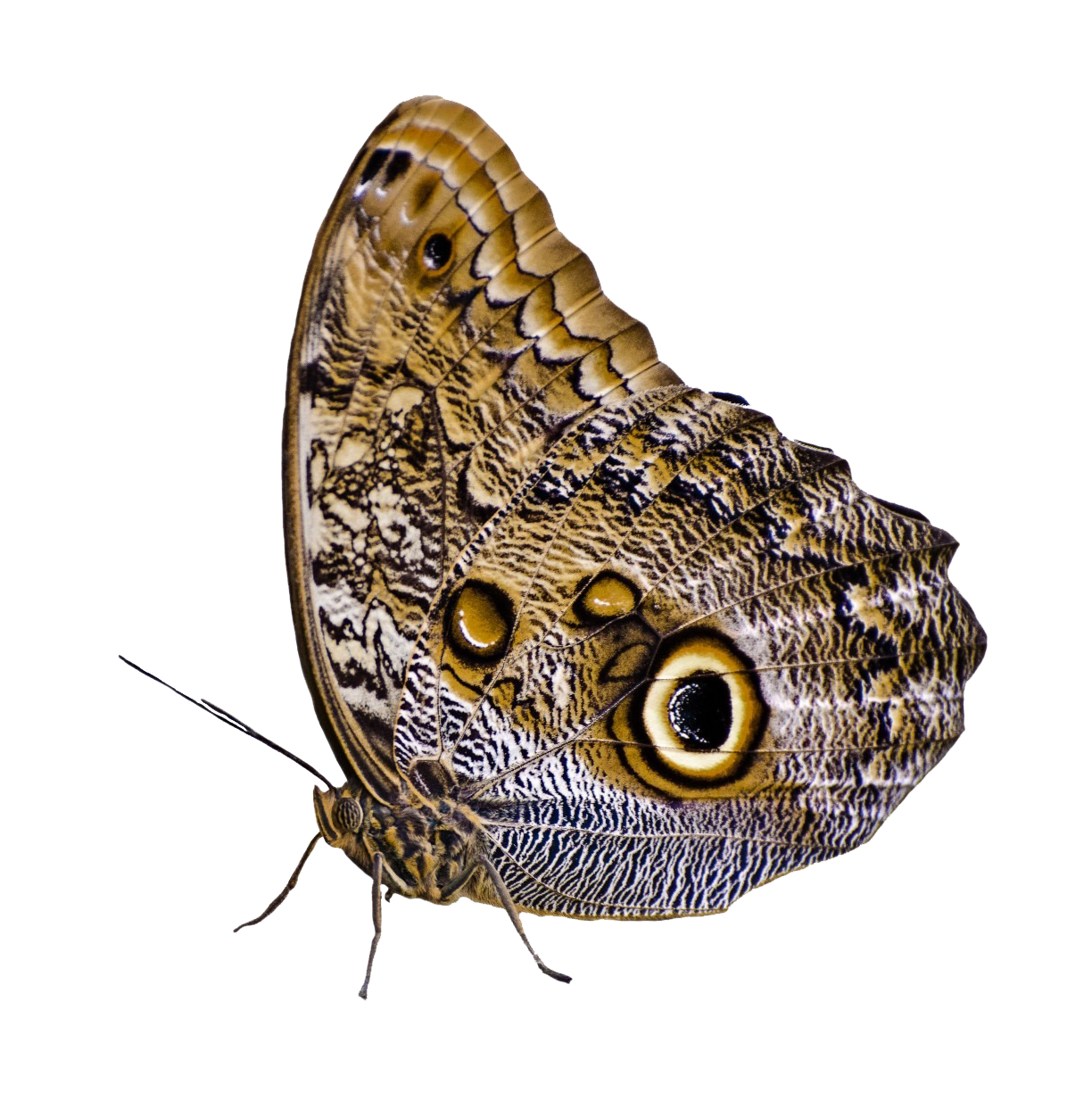 Butterfly - 1224x1234.png