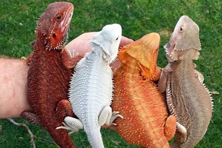 dragones barbudos y perros pueden ser amigos