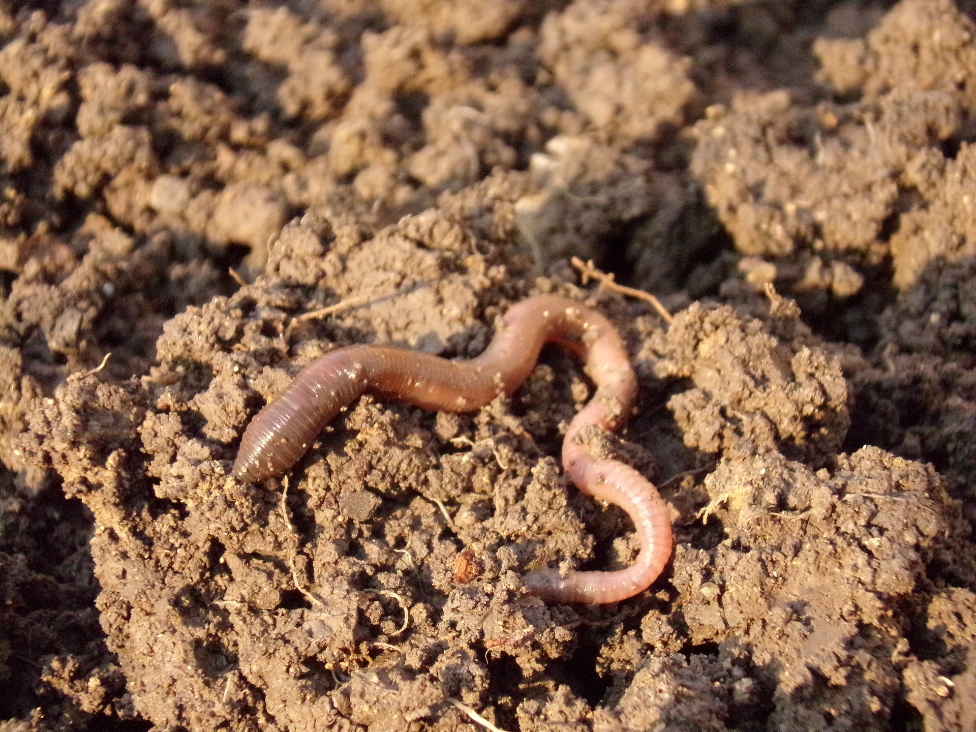 earthworm-686593_1920.jpg