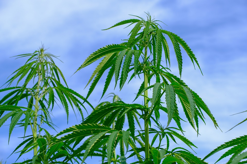 hemp-4354387_960_720.jpg