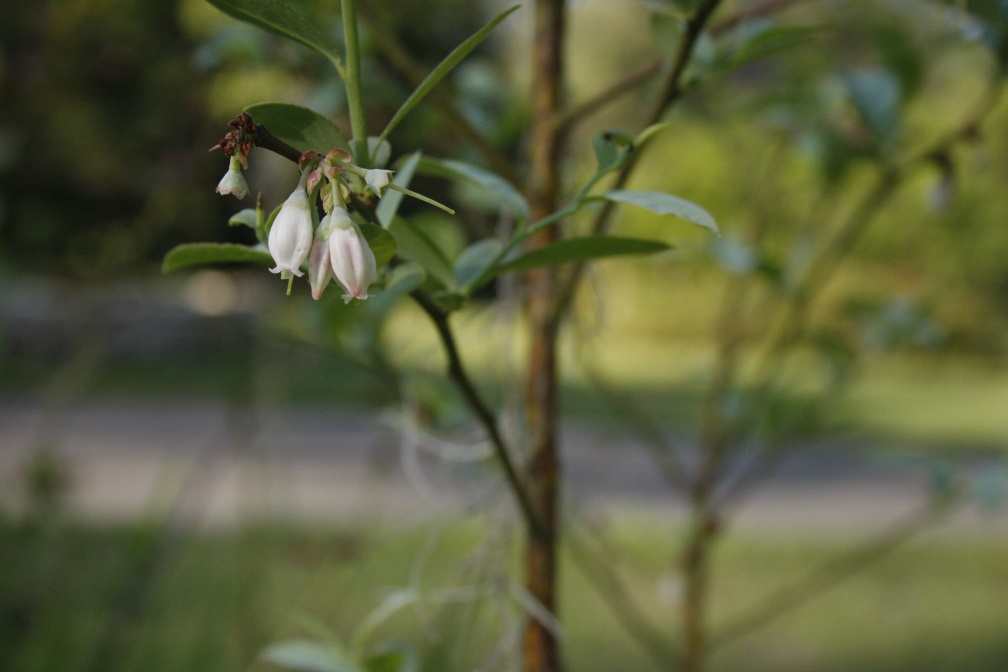 blueberry flowers.jpg