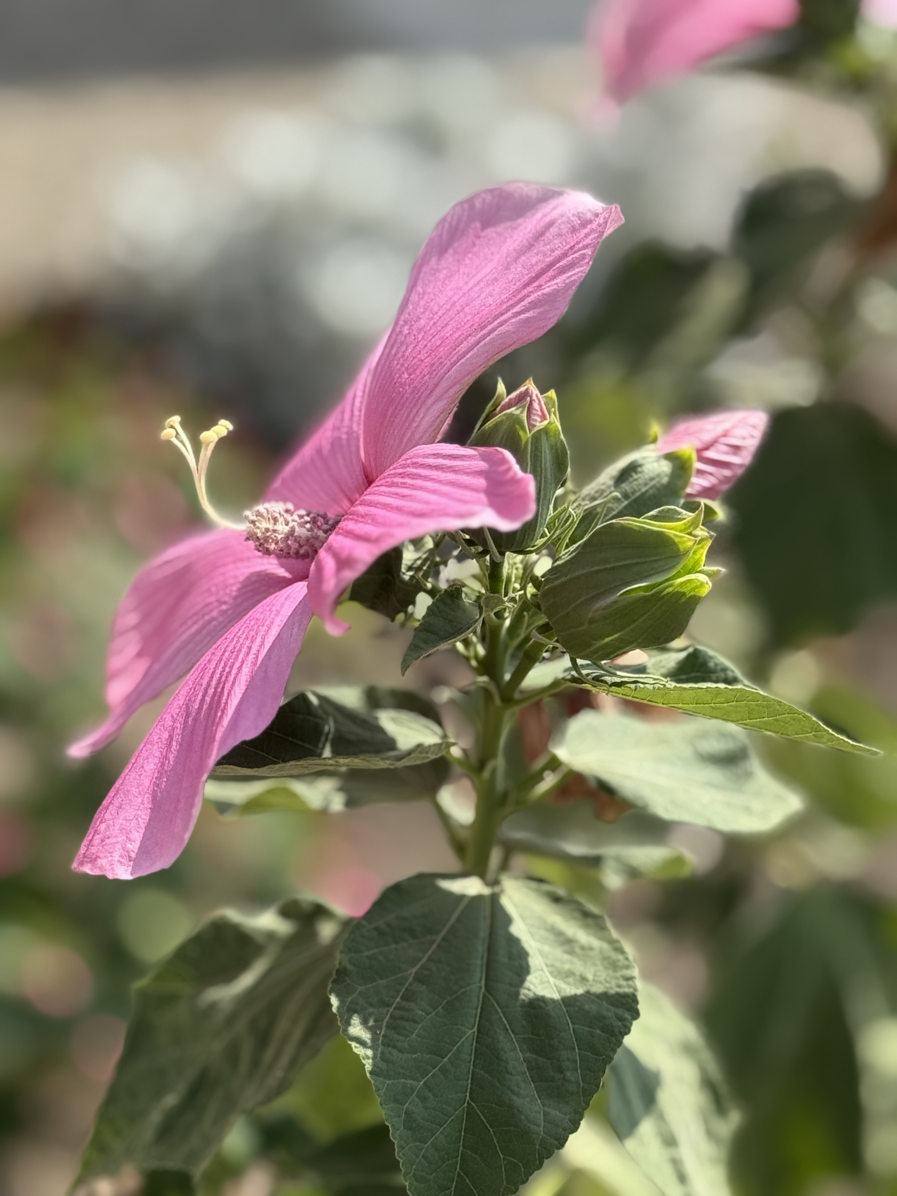 IMG_5296.jpeg