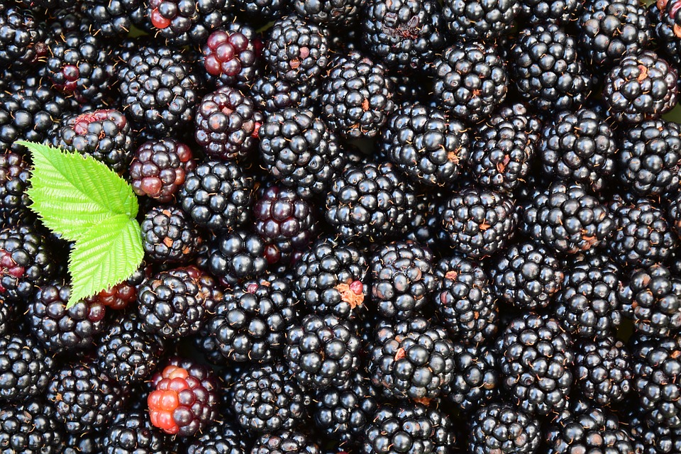 blackberries-1541320_960_720.jpg