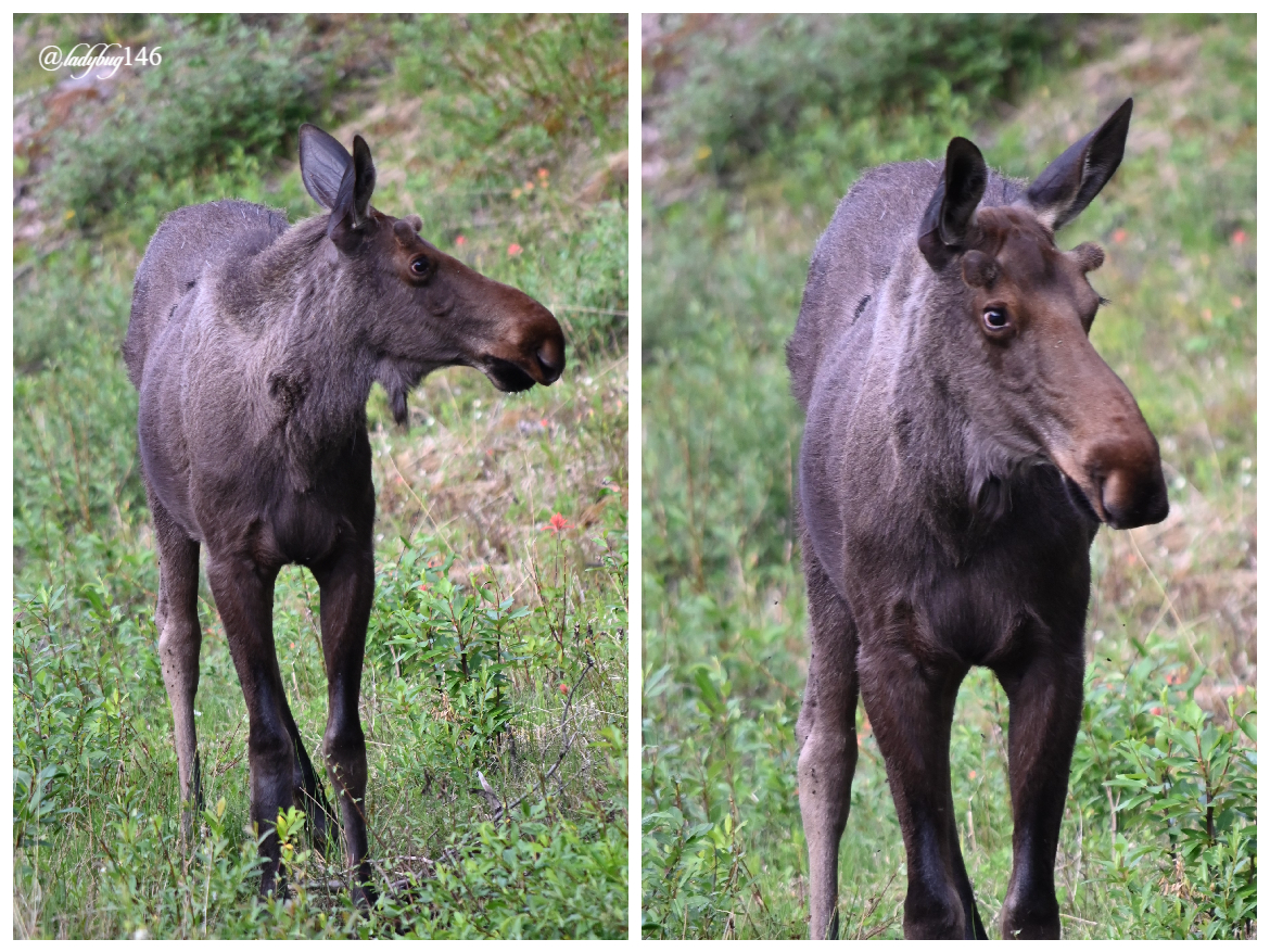 maligne moose (2).jpg