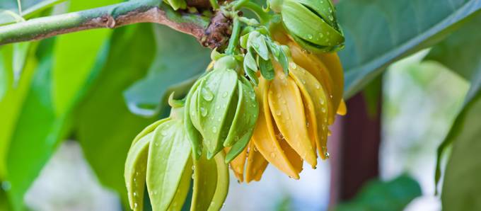 Ylang-ylang_c_GettyImages-166627786_optimis__e.jpg