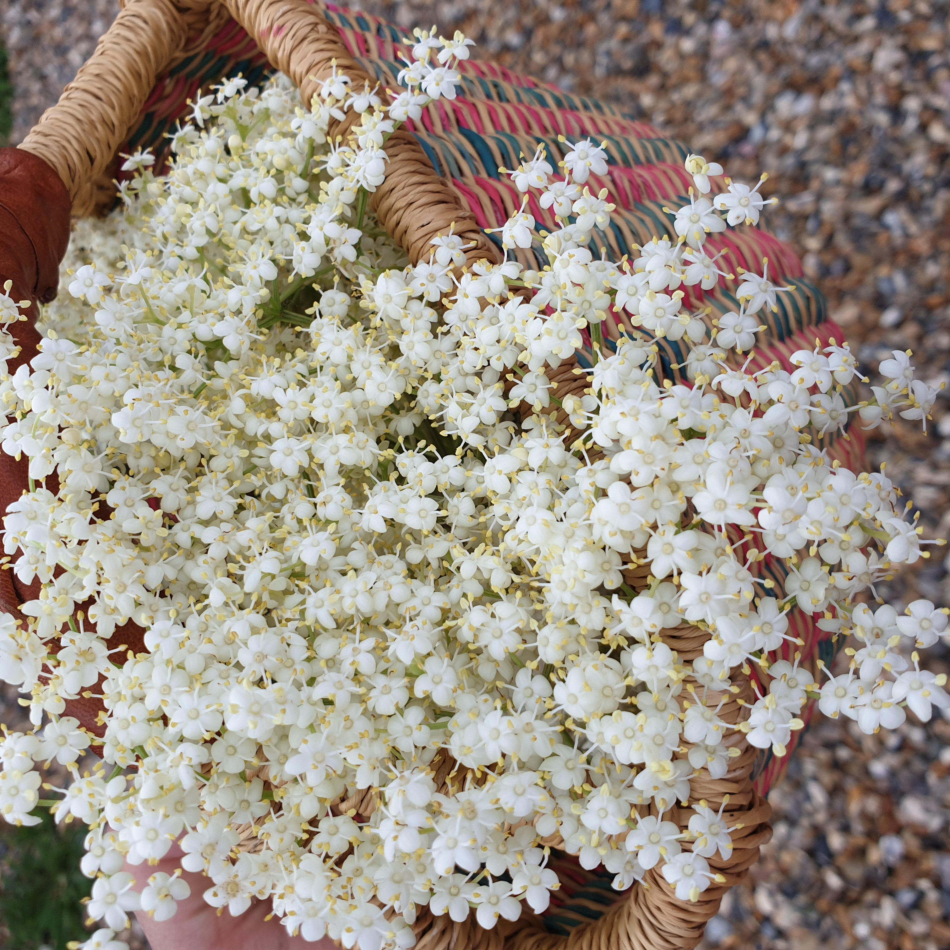 redrica elderflower 2.jpg