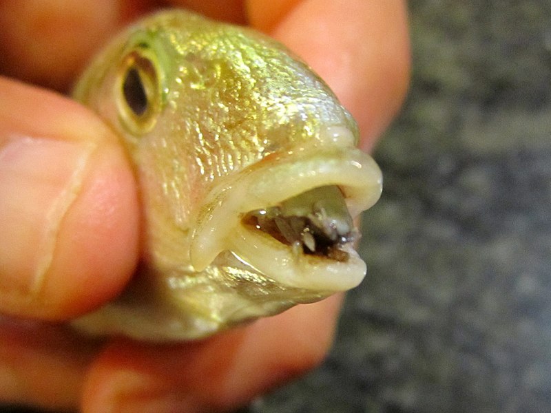 800px-Cymothoa_exigua_parassita_Lithognathus_mormyrus.jpg