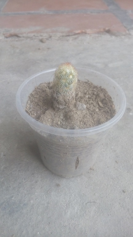 cactus oruga.jpg