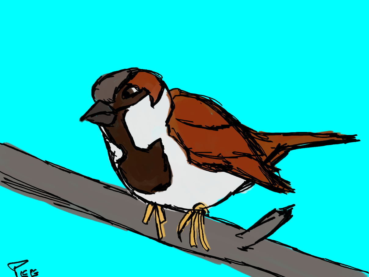moineau2.PNG