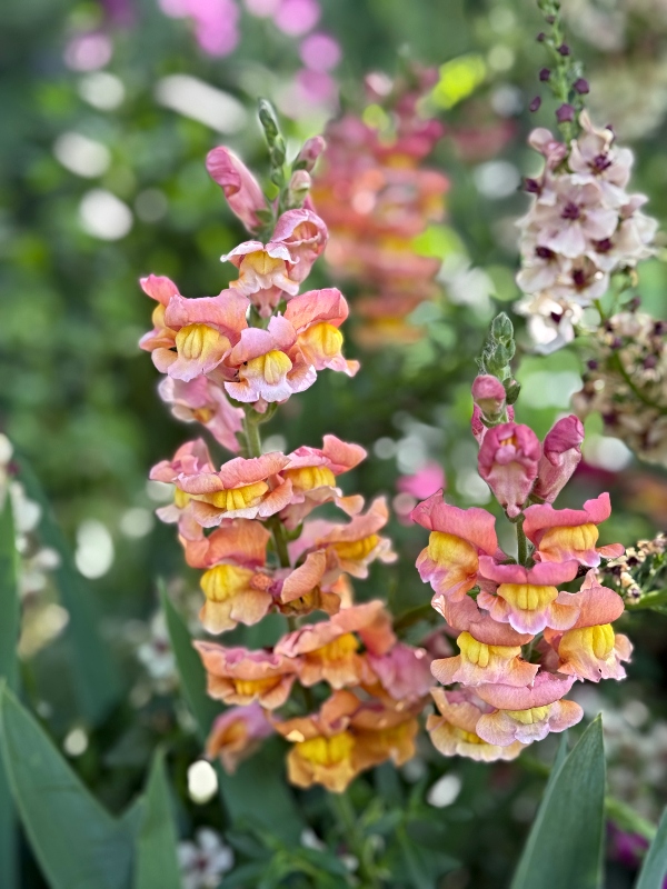 hivegarden-snapdragon.jpg