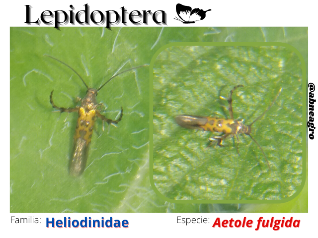 Lepidoptera(4).png