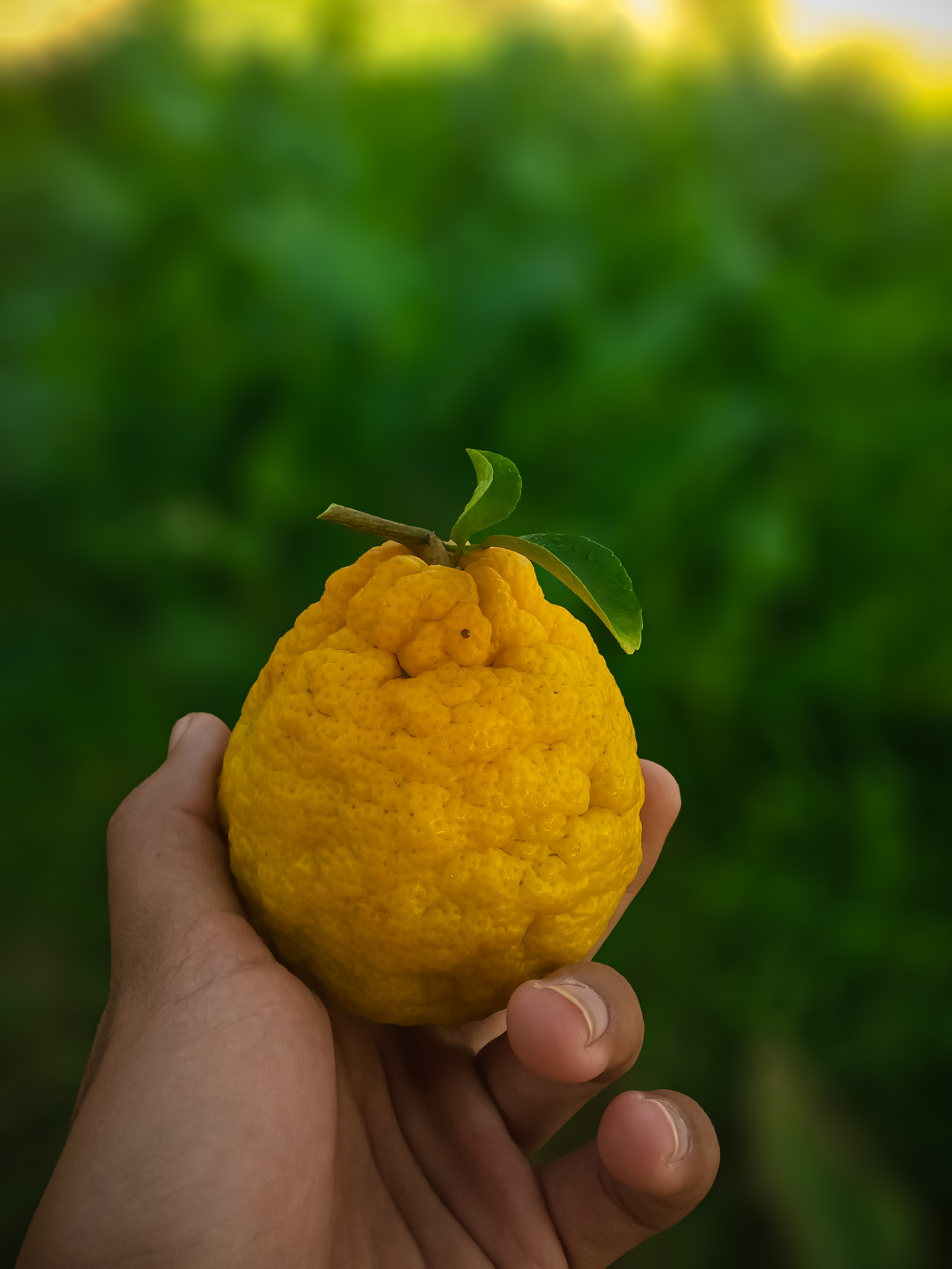 The Multifaceted Benefits of Lemon: A Comprehensive Exploration