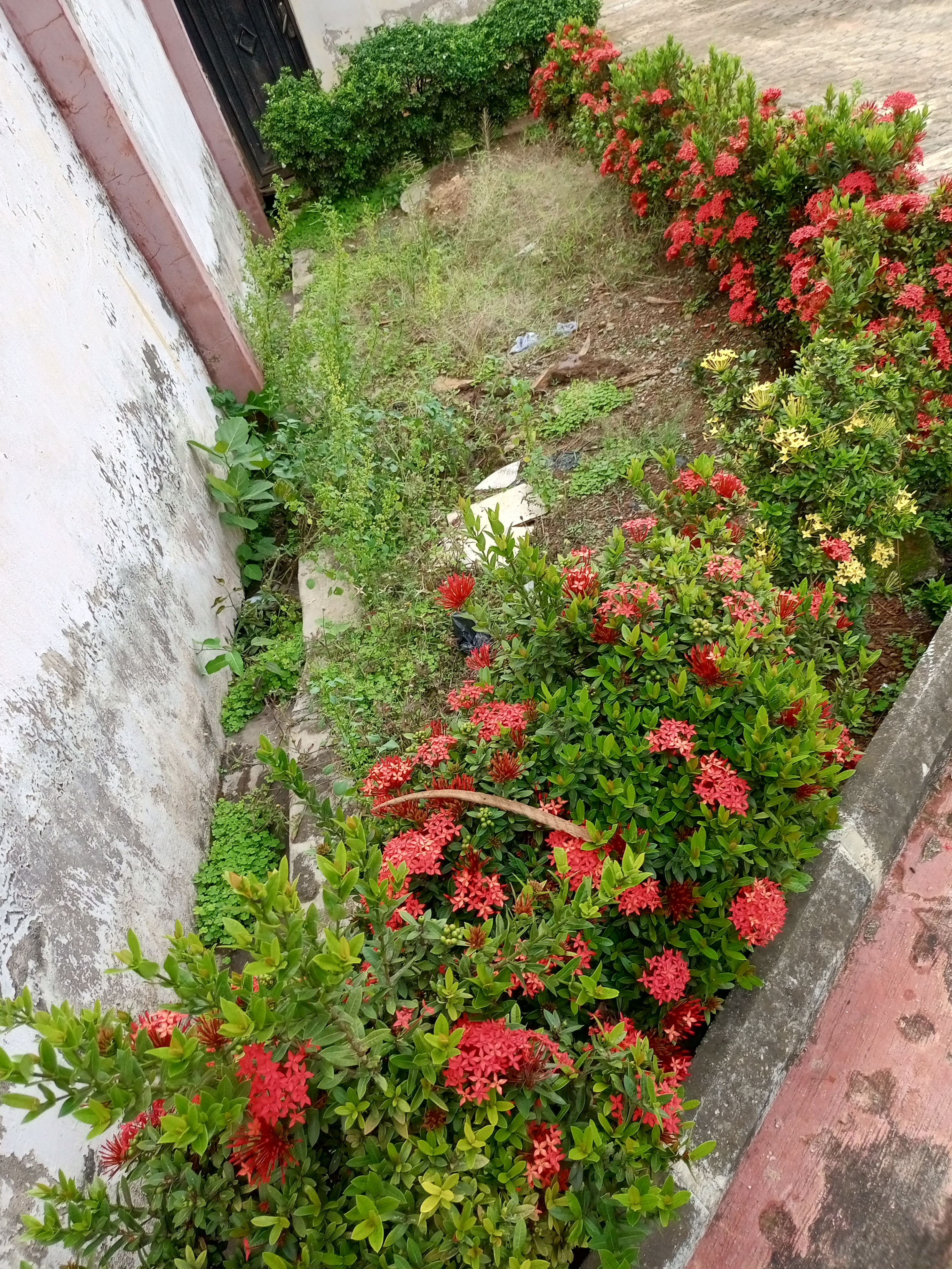 IMG_20250619_173654_658.jpg