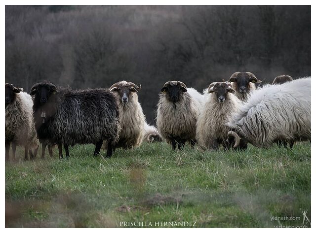 sheep -640- by Priscilla Hernandez.jpg