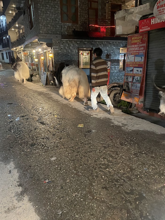 animal.jpg