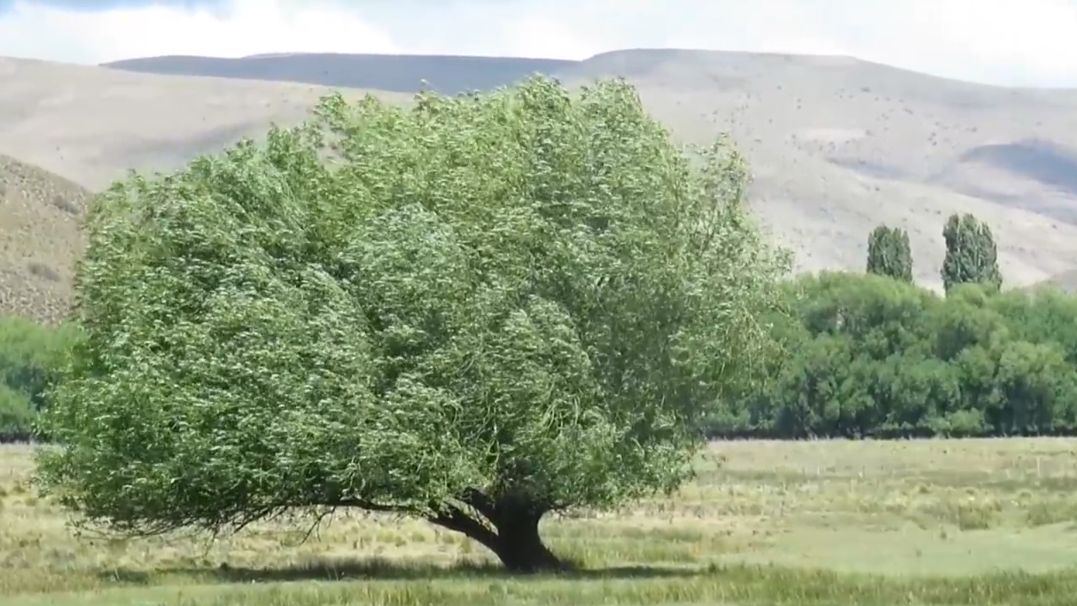 30.-La Ruta-40-13na-etapa-arboles-movidos-por-el-viento.png