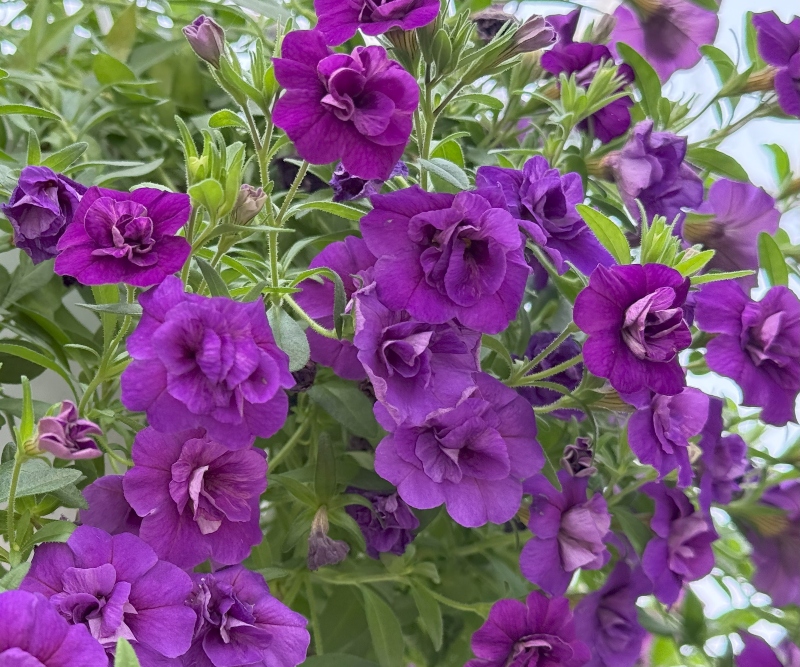 hivegarden-flowers-petunia-1.jpg