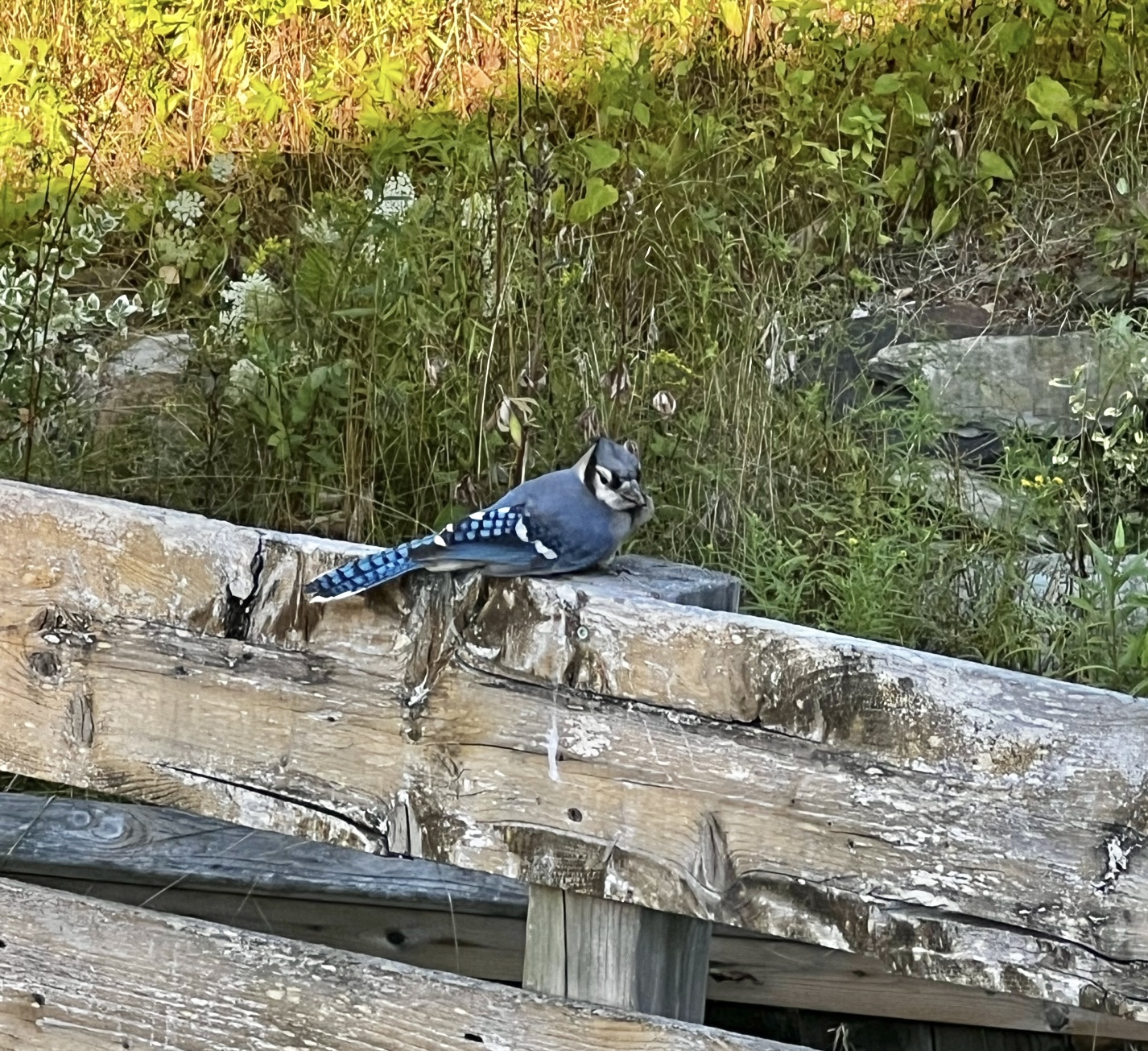 IMG_3325.jpeg