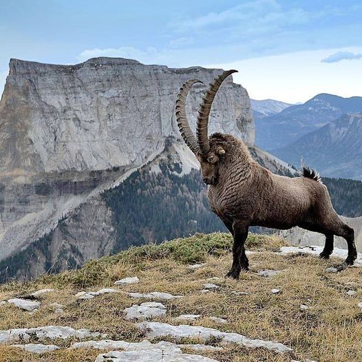 Viril ibex in front of Mont Aiguille (French Alps) during the rutting season. Photography by Jean-Michel Pouy.jpg