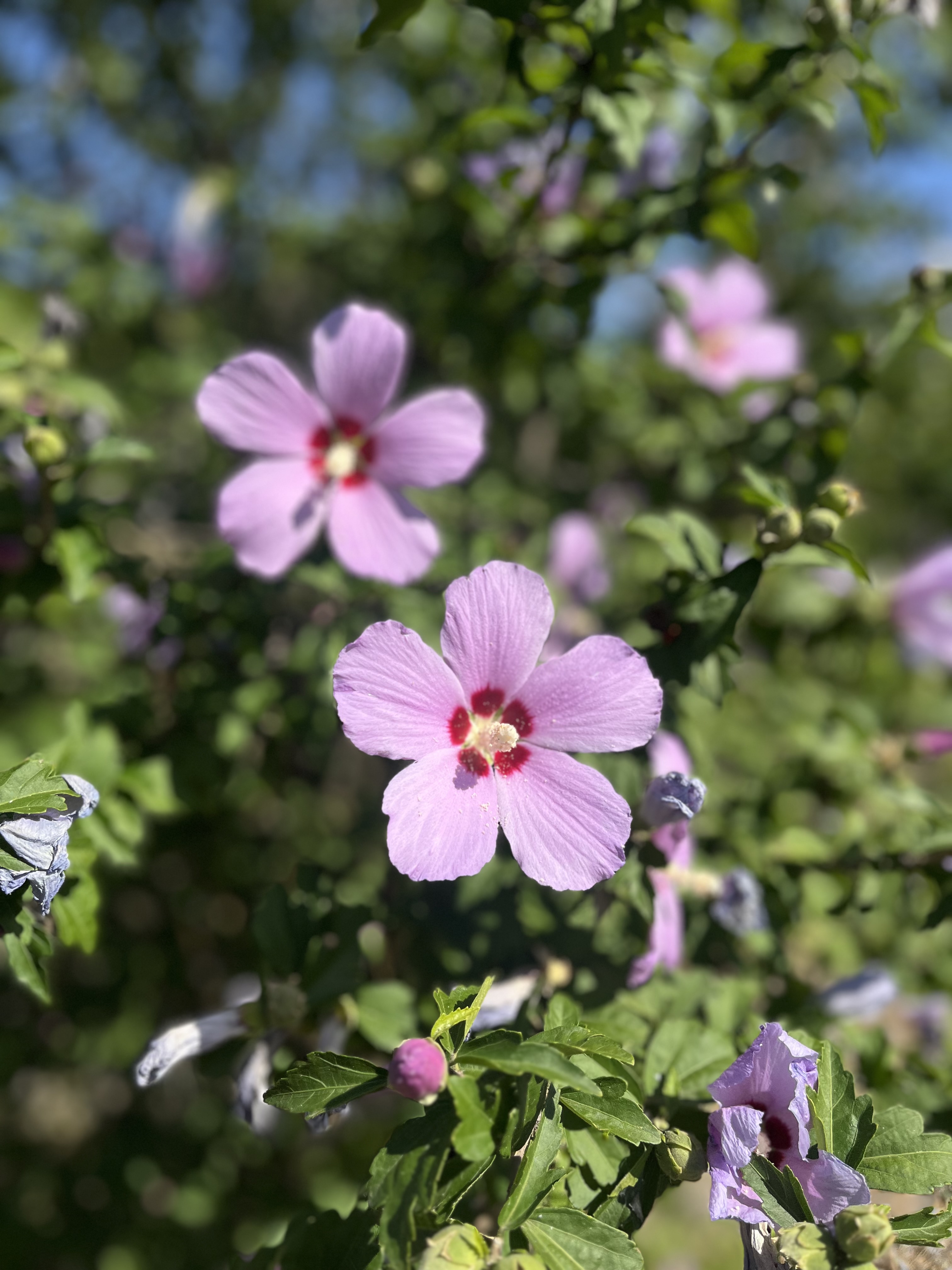 IMG_5428.jpeg