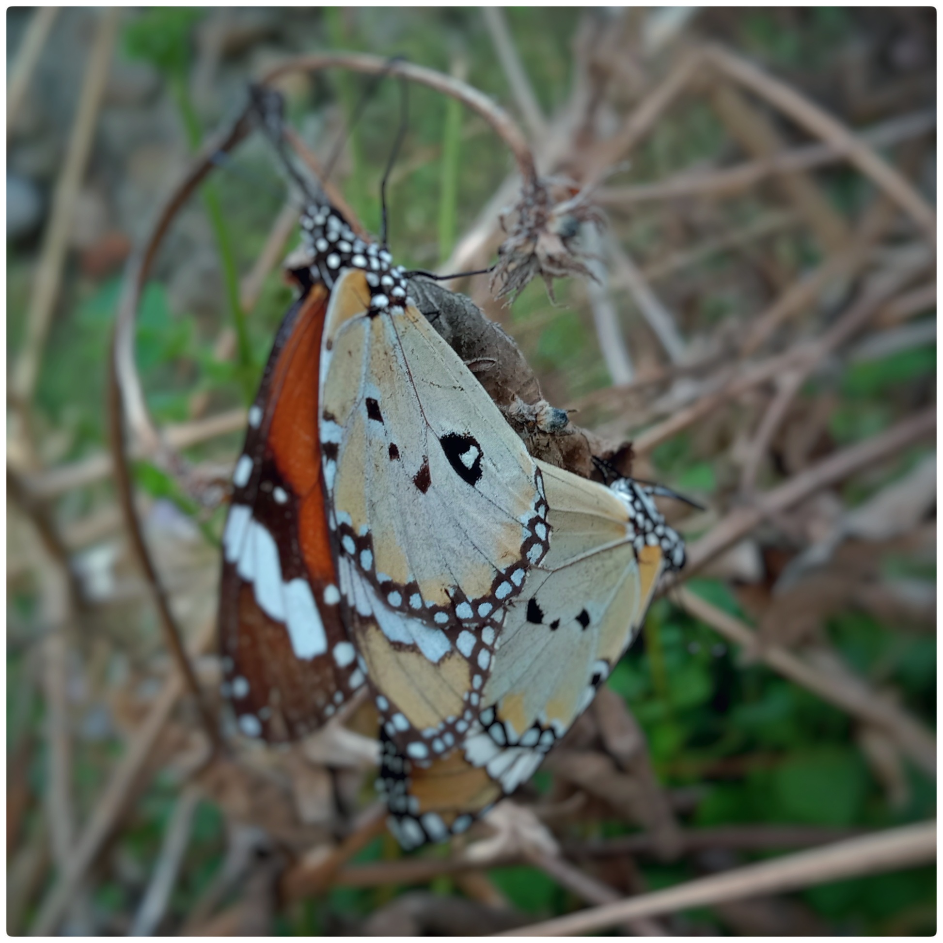 The life of the butterfly when preparing for the mating ritual — Hive