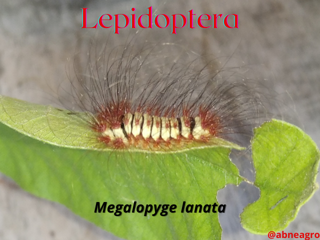 Lepidoptera.png