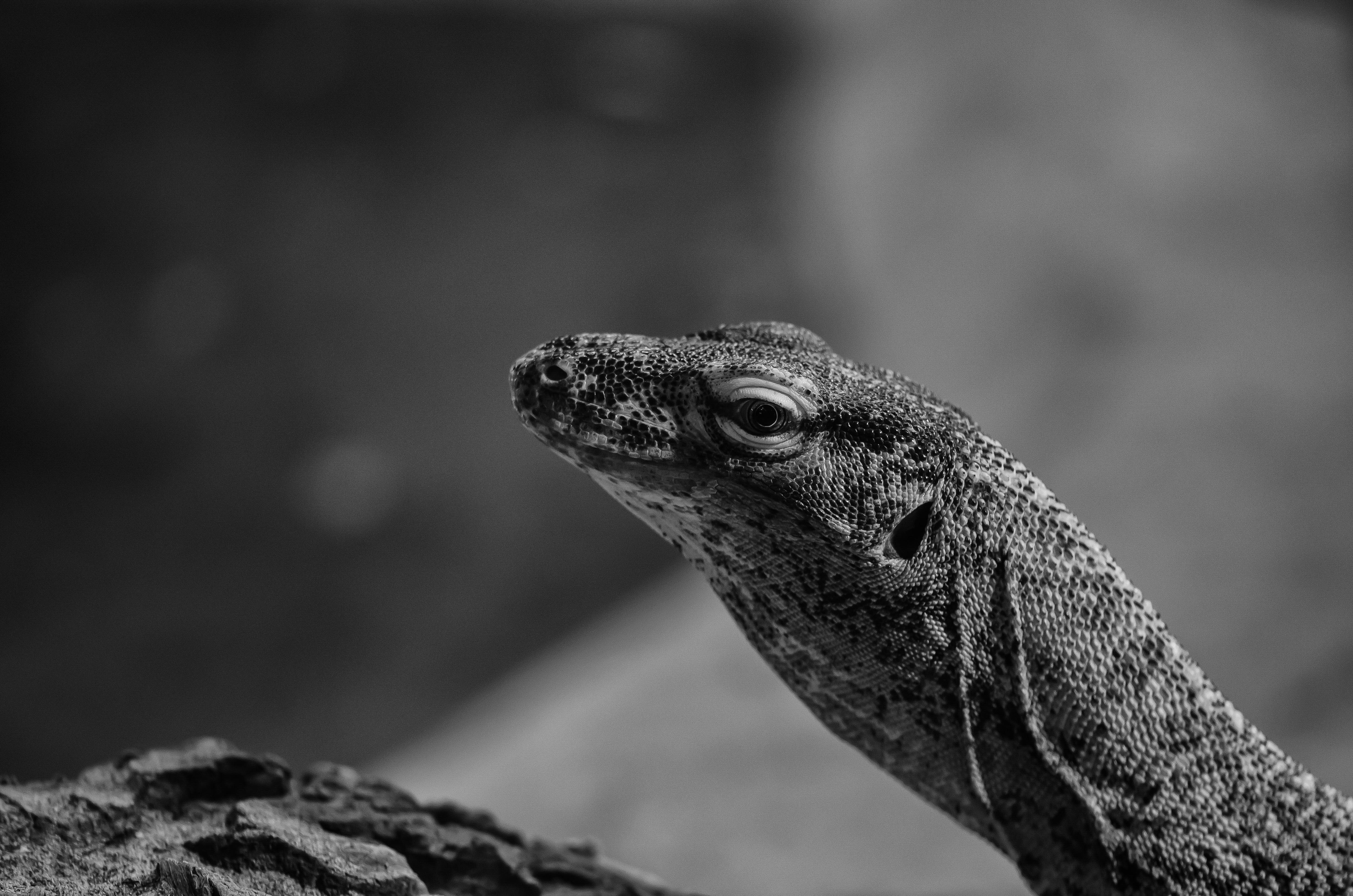 DSC_4642-Edit.JPG