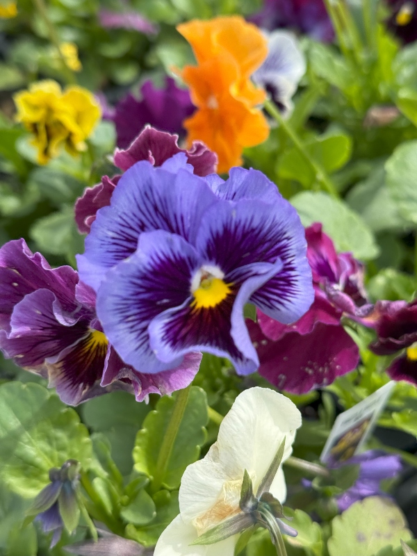 hivegarden-flowers-pansy-3.jpg