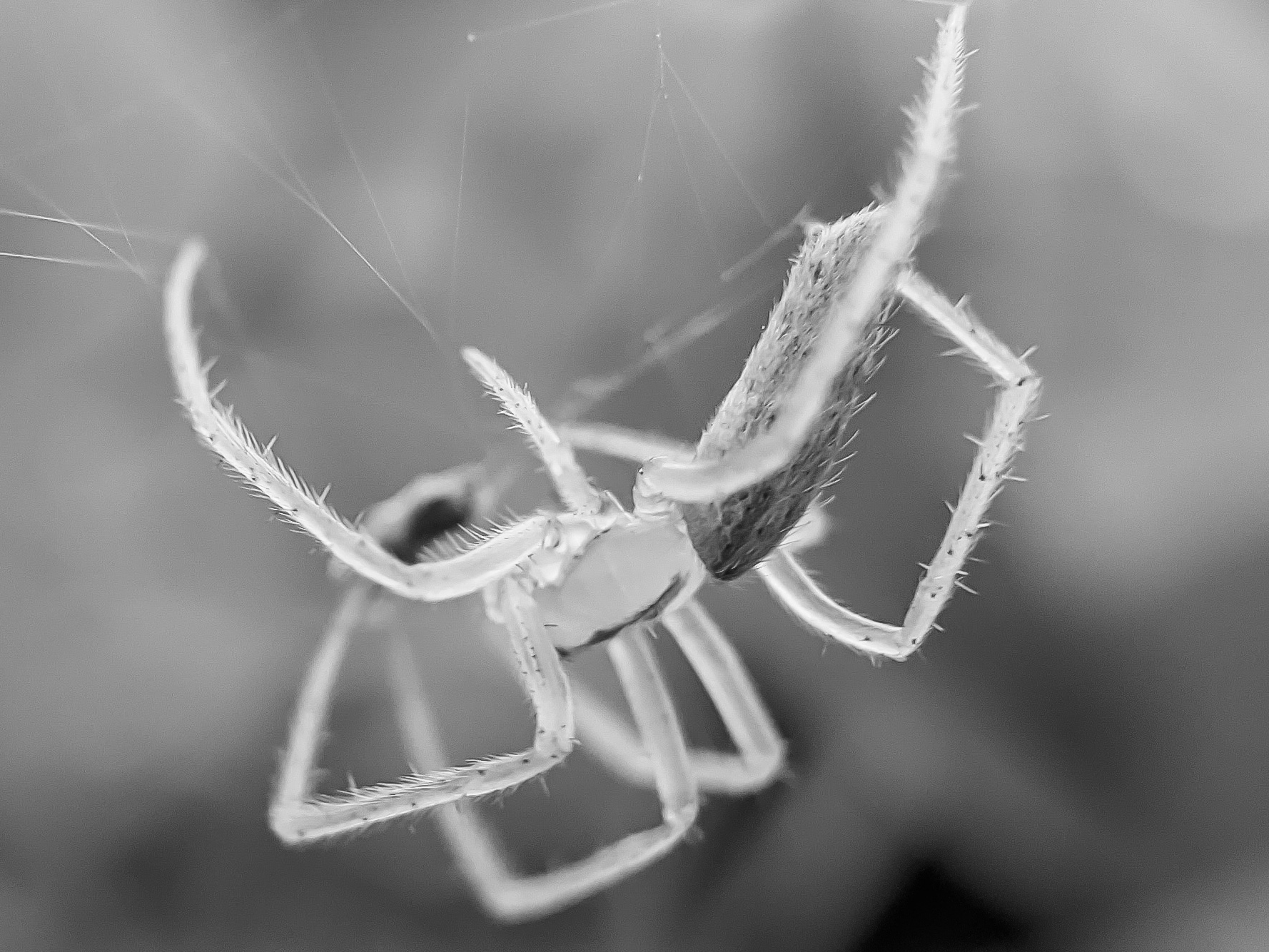 spider (5).jpg