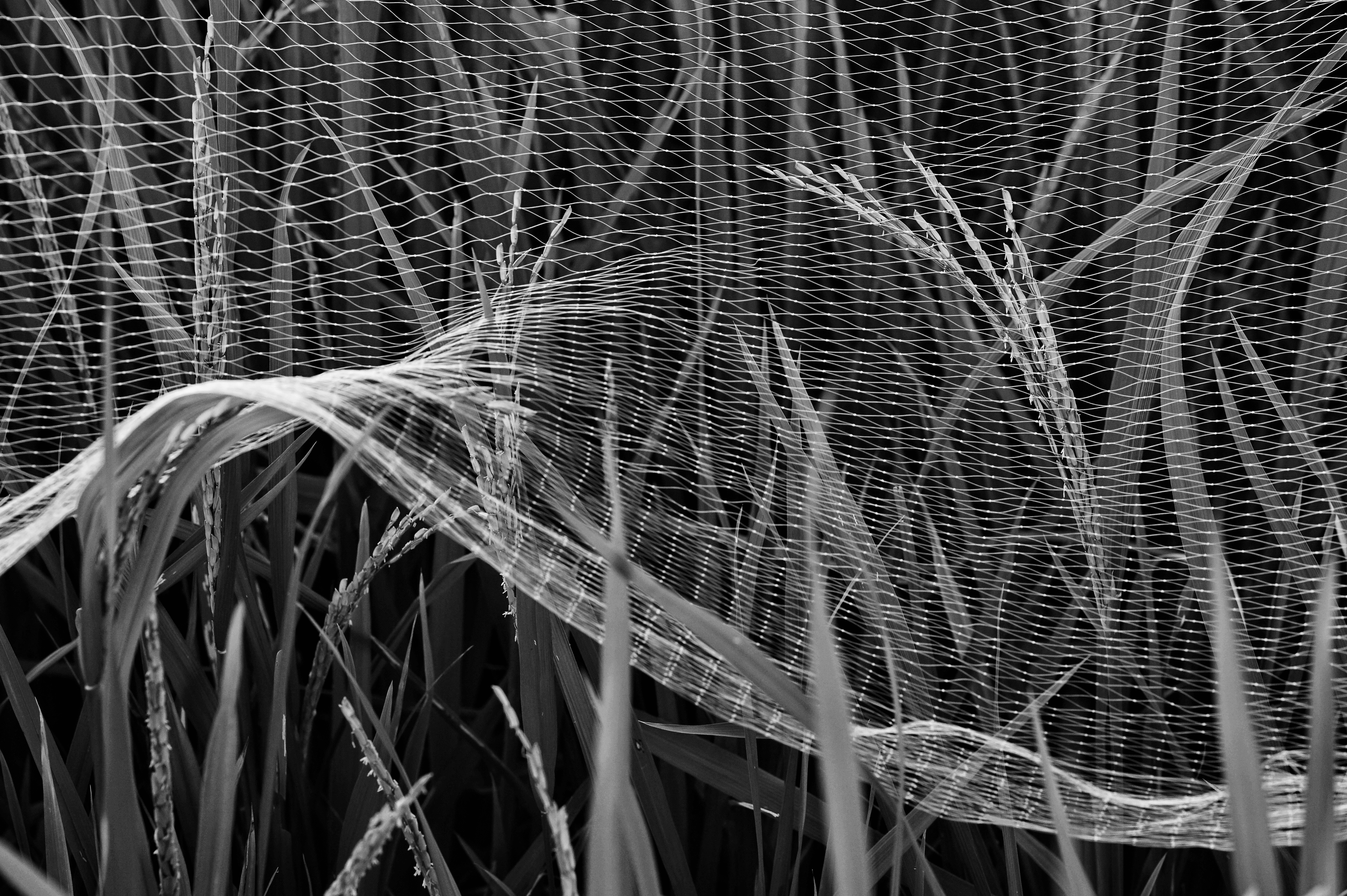 DSC02240-01-01.jpeg