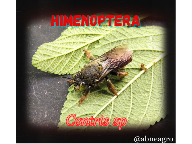 Himenoptera.png