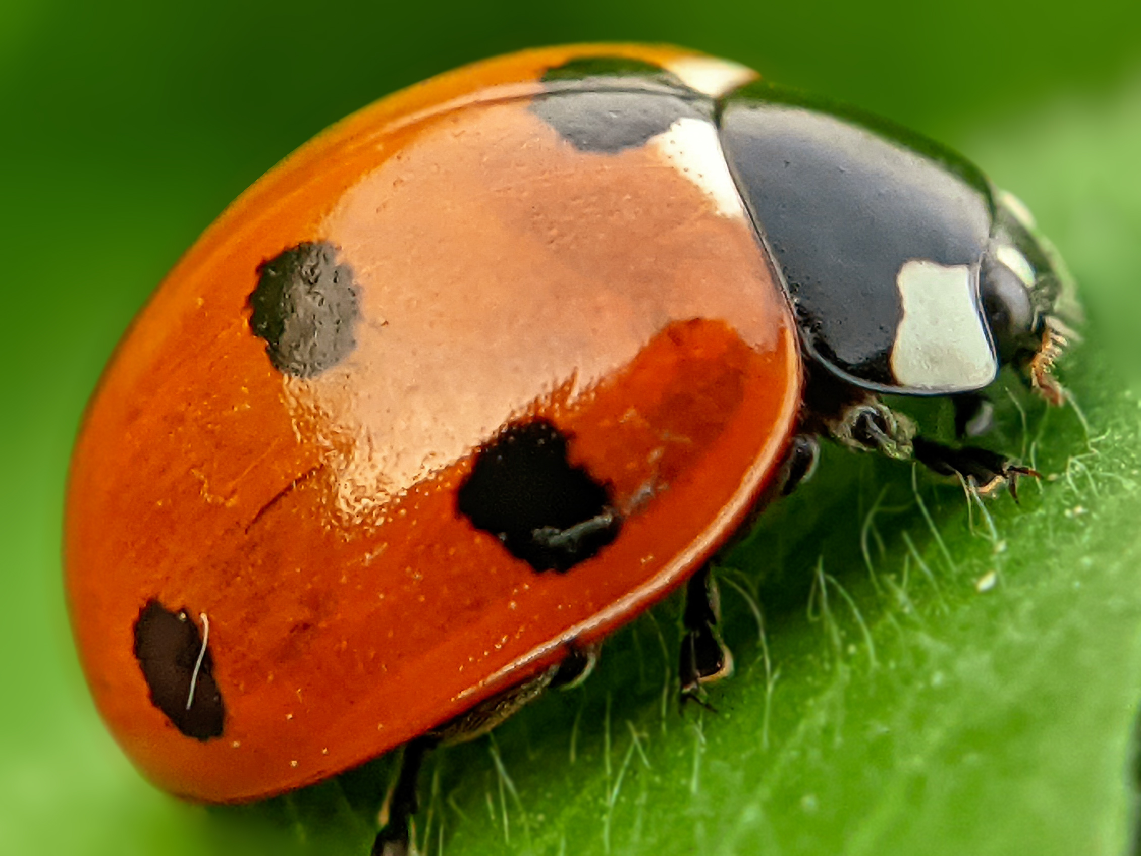 ladybird (4).jpg