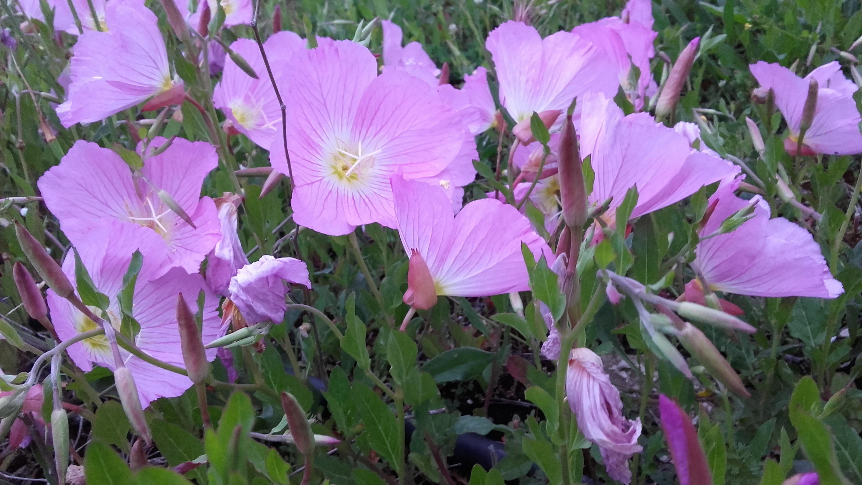 20190506_200429.jpg