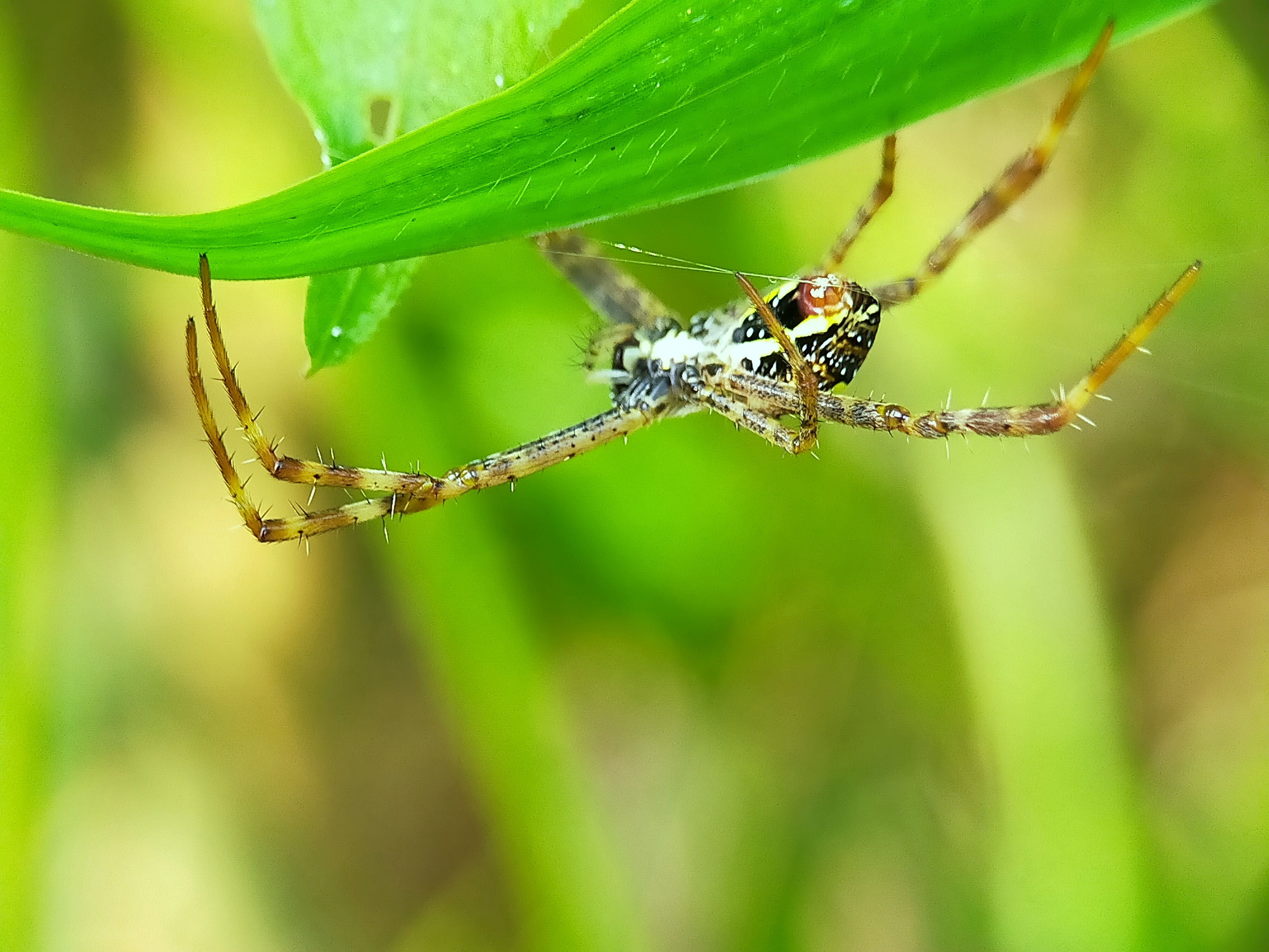 Spider (31).jpg