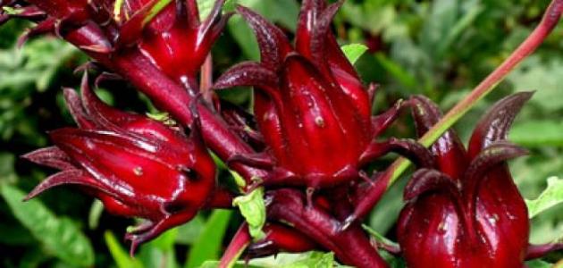 Hibiscus herb roots and leaves