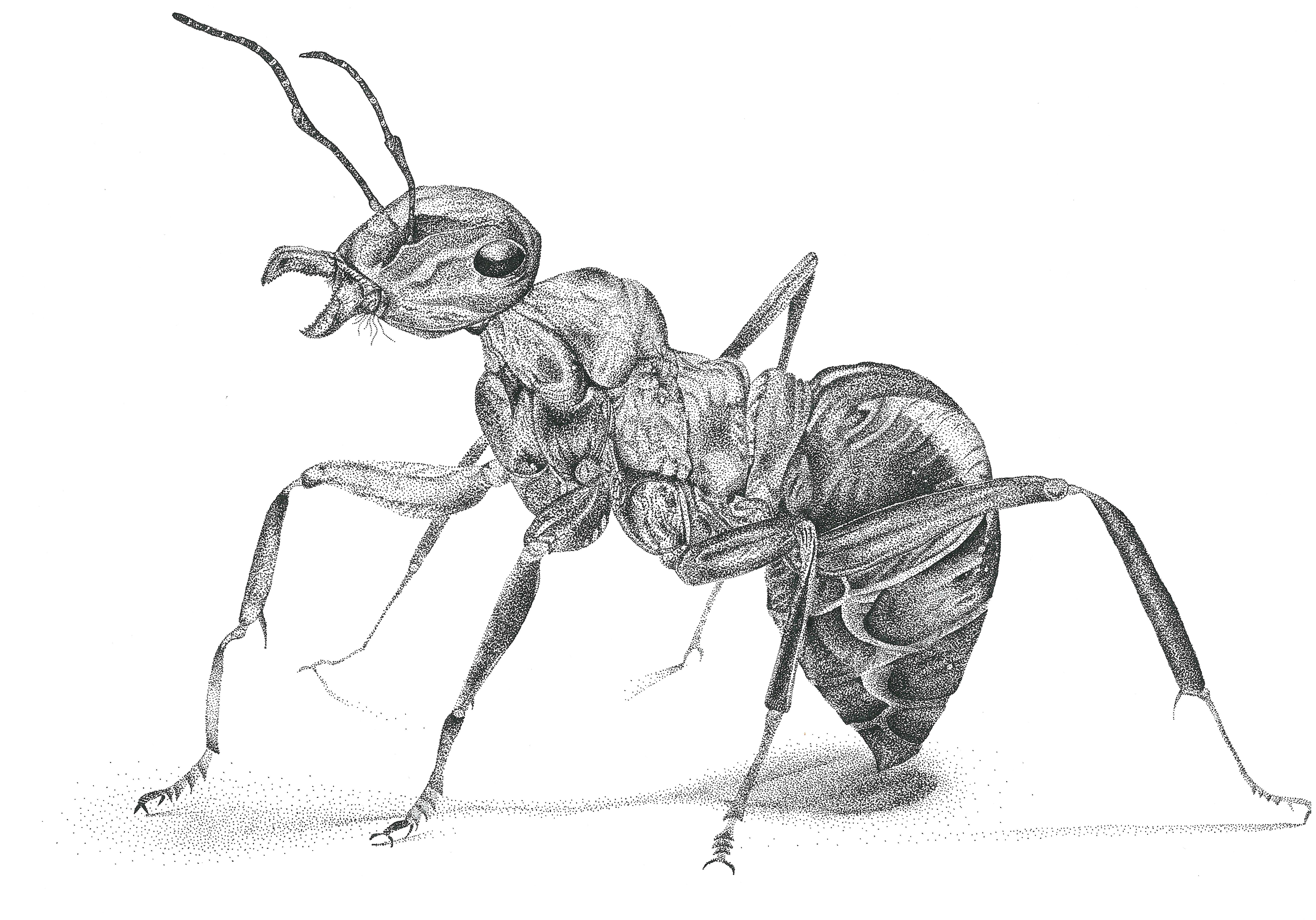 ant0.jpg