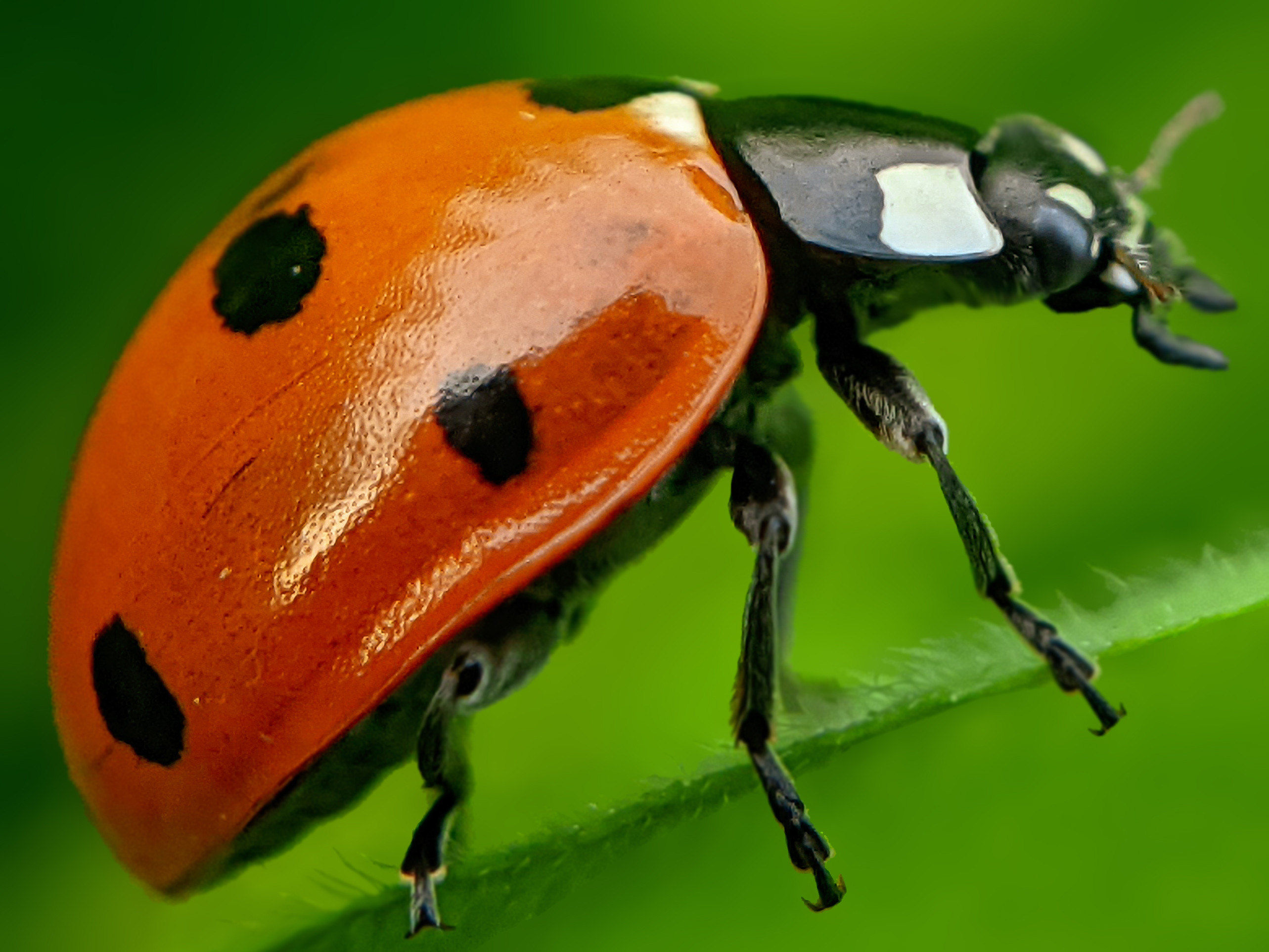 ladybird (9).jpg