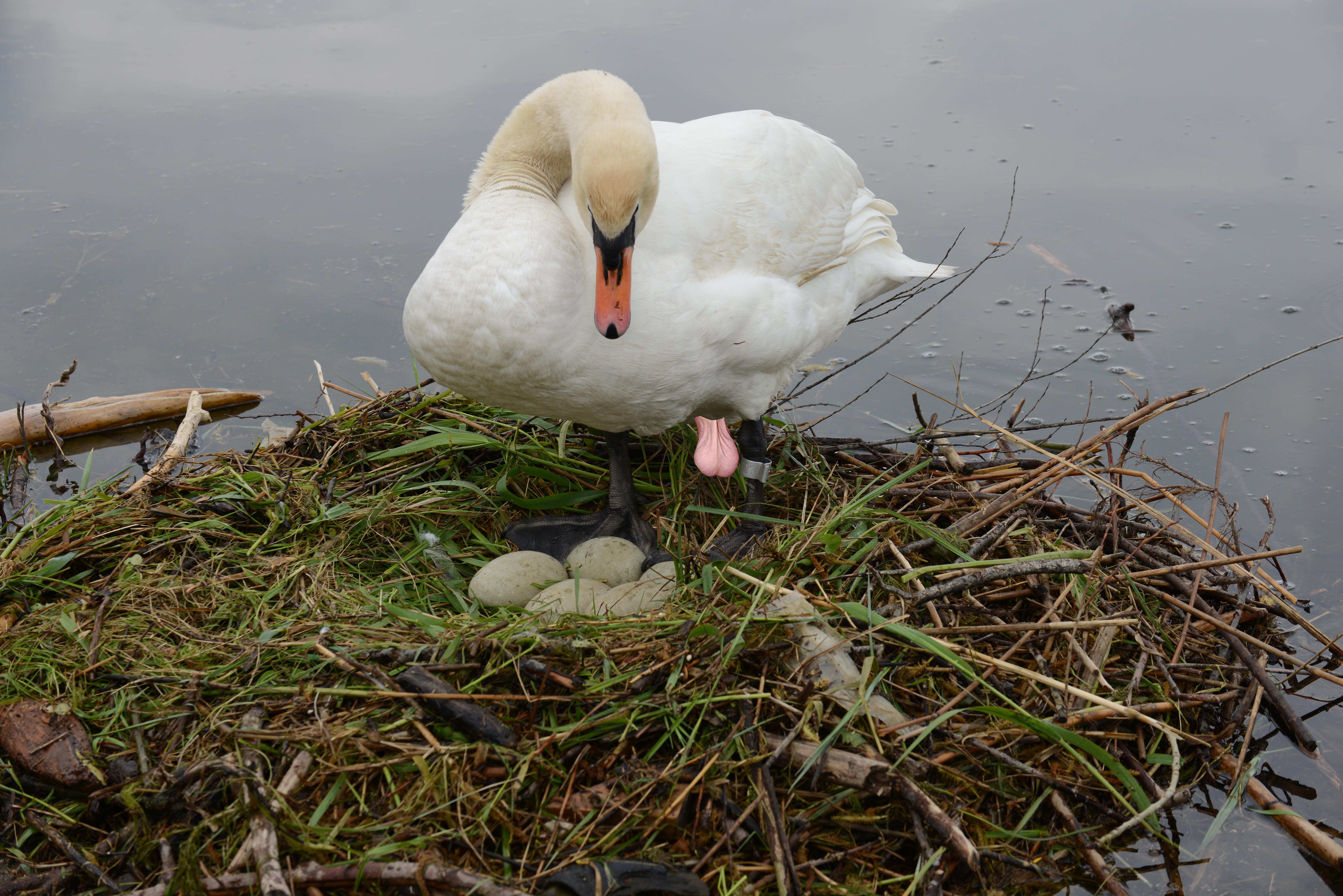 Cygnus_olor,_nests_with_eggs,_Höckerschwan_mit_Nest_9.jpg