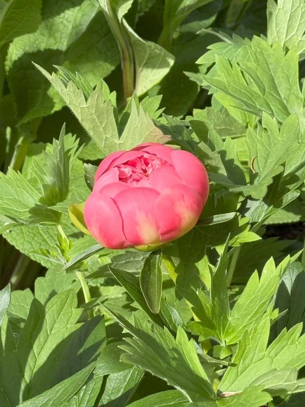 hivegarden-flowers-peony.jpg