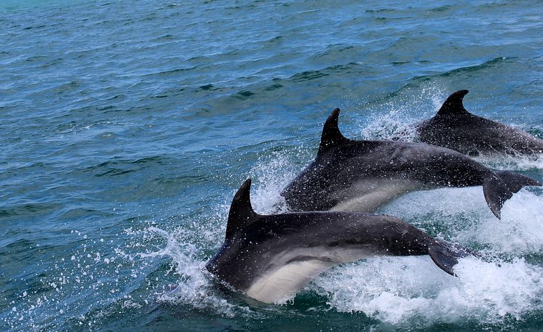 dolphins-2532975__480.jpg