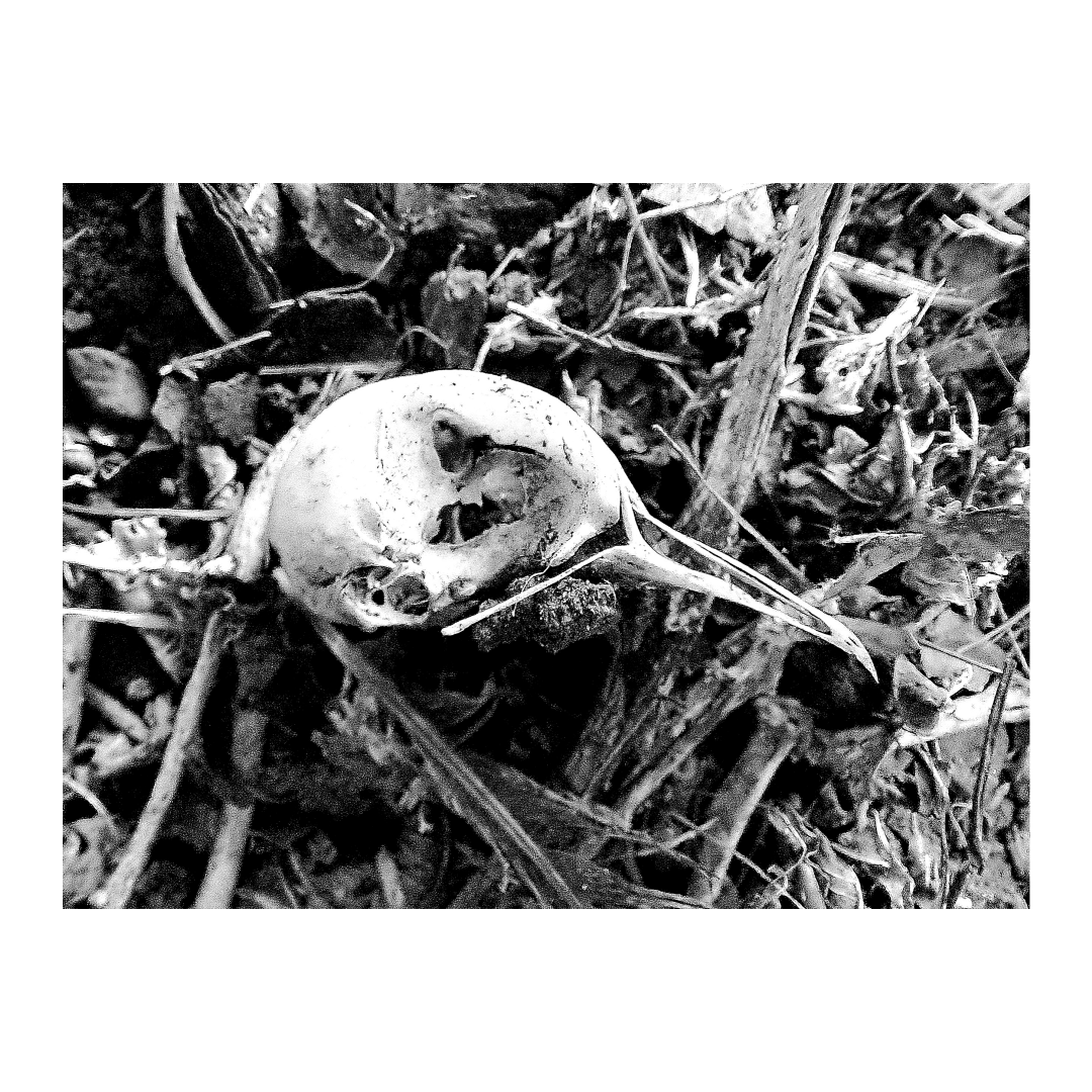 Bird Skull 1.png