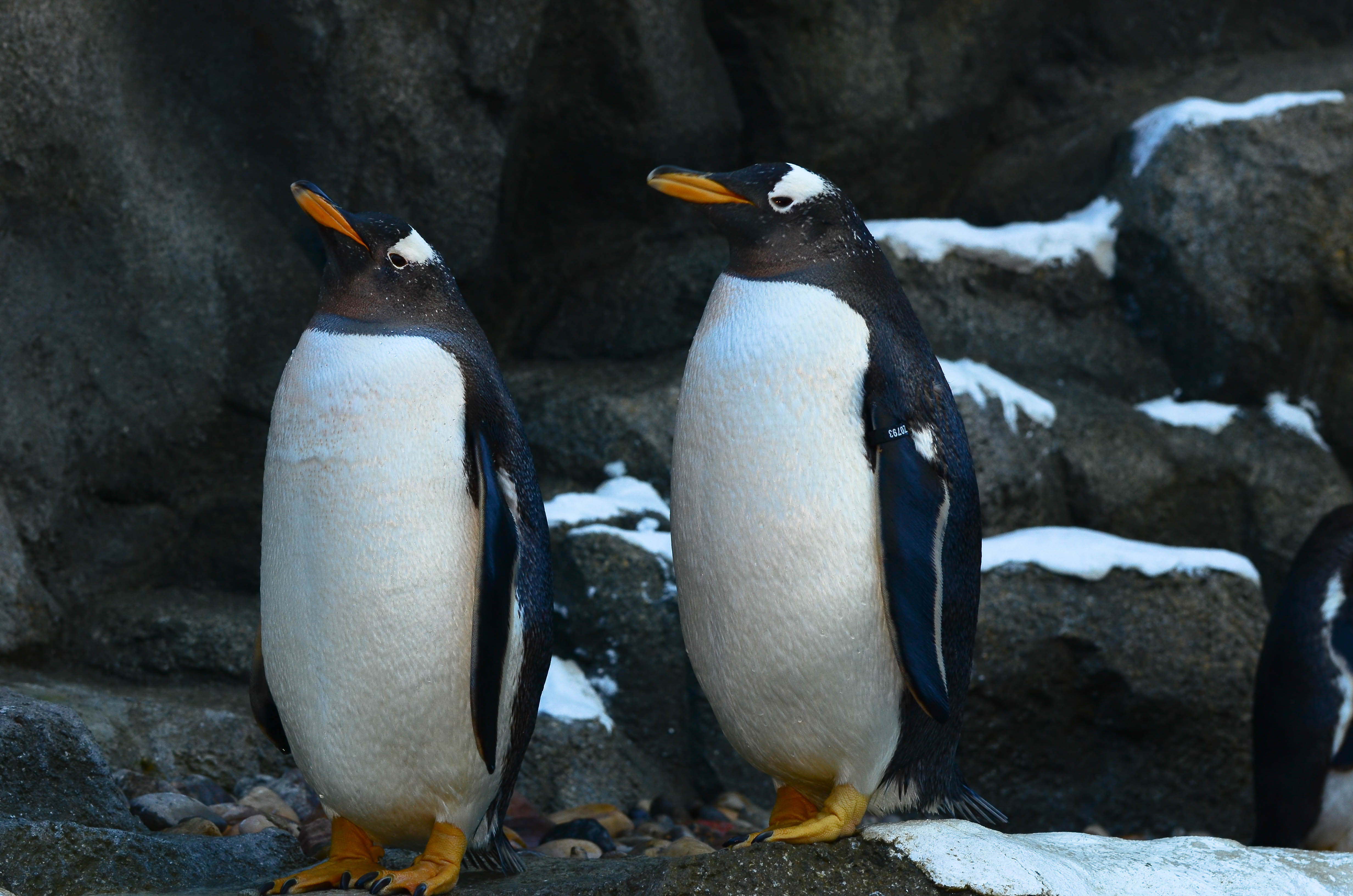 Calgary Zoo May 28 2012-3792.JPG