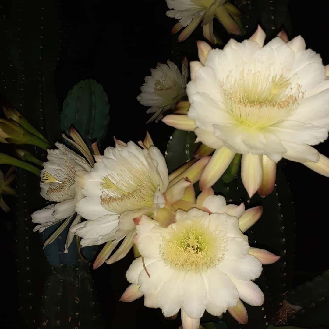 Meredith Loughran, photography, cactus flower, merej99