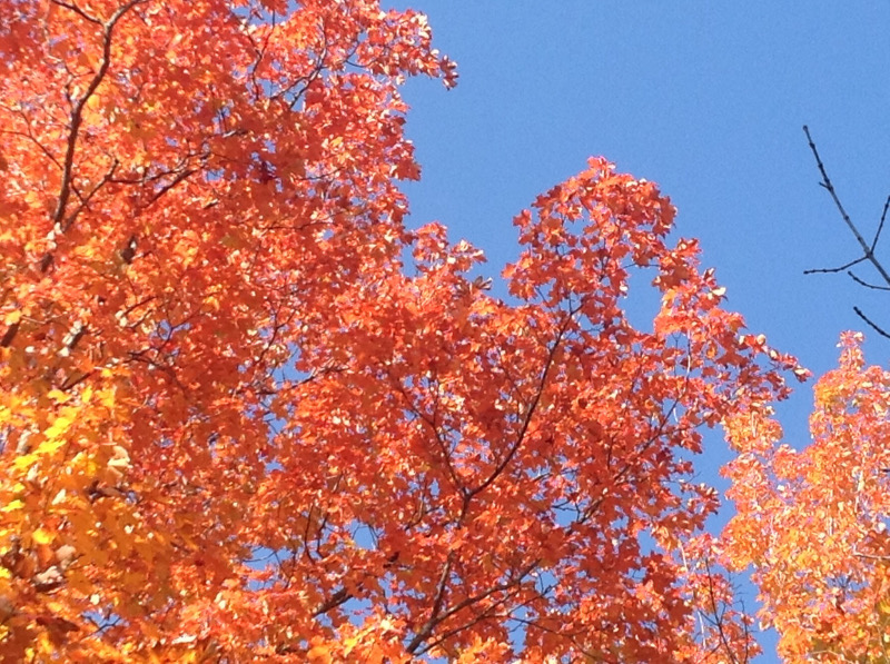 leaves against sky.JPG
